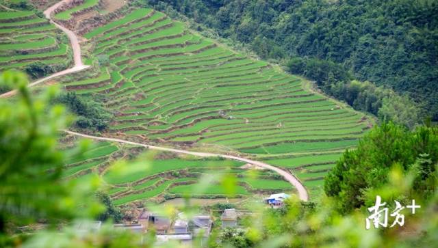 黑山村梯田。記者黃津 攝