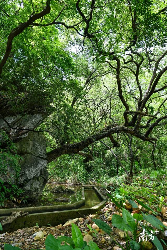 沙口鎮(zhèn)園山村背后，古樟樹錯(cuò)落有致。 曾亮超 攝