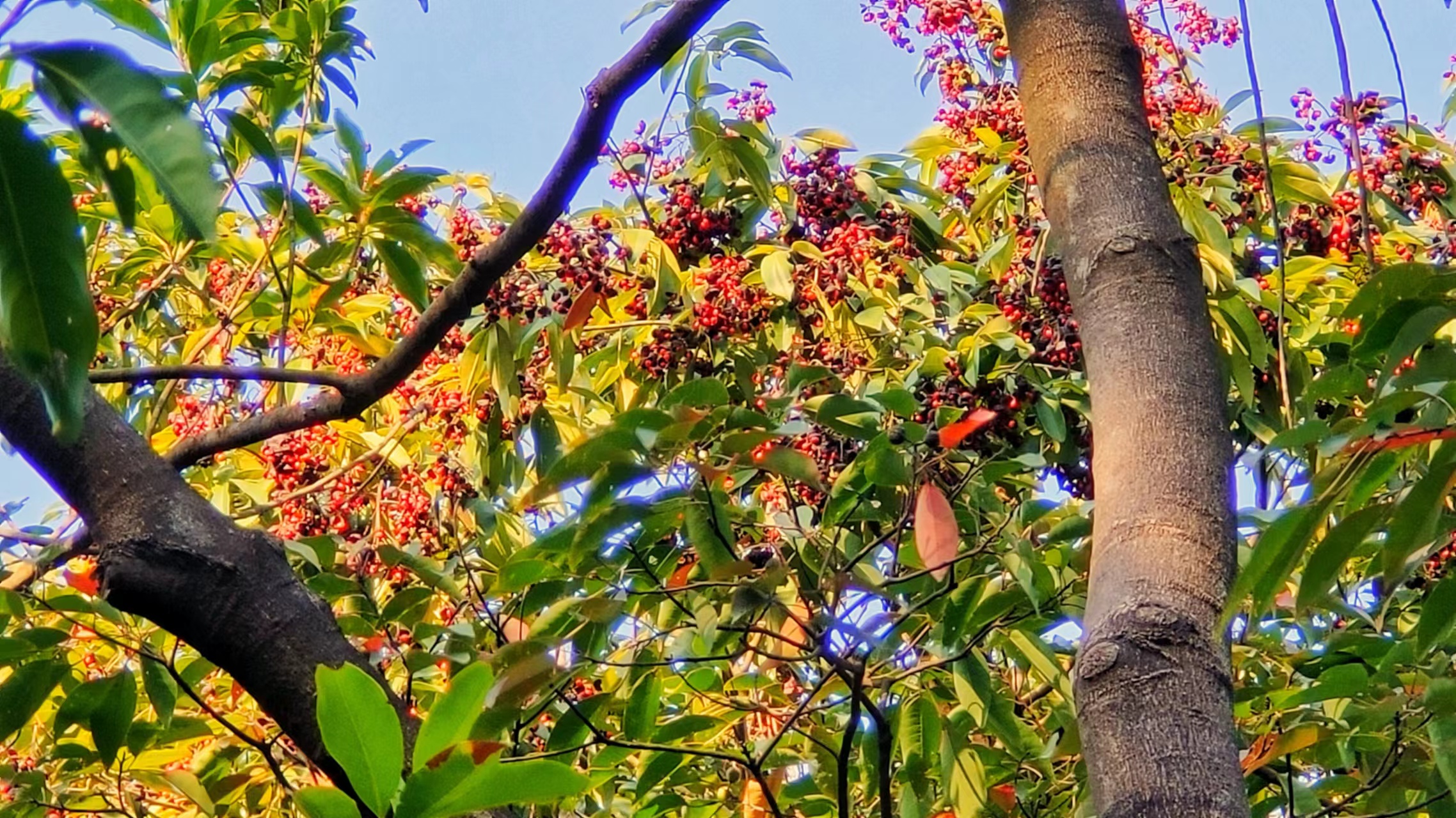 國家二級重點保護植物——軟莢紅豆(1).jpg